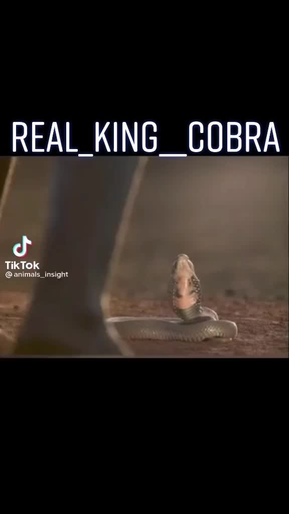 @🐍REAL🐍KING🐍🐍COBRA🐍