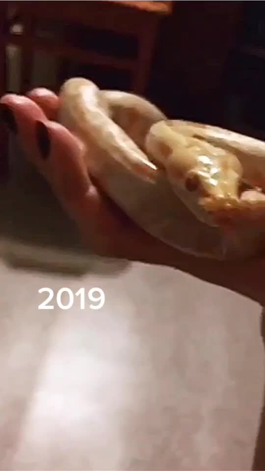 @🐍 ТИГРАнутый 🐍