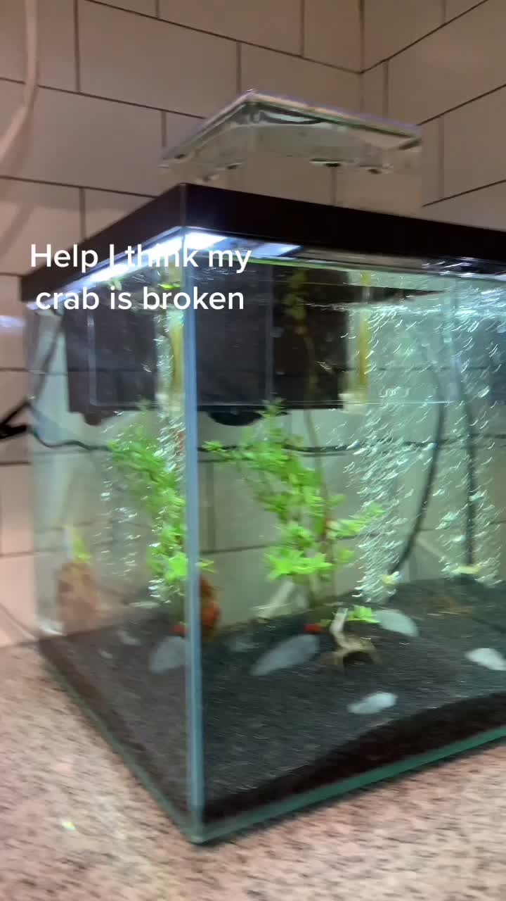 @lil t