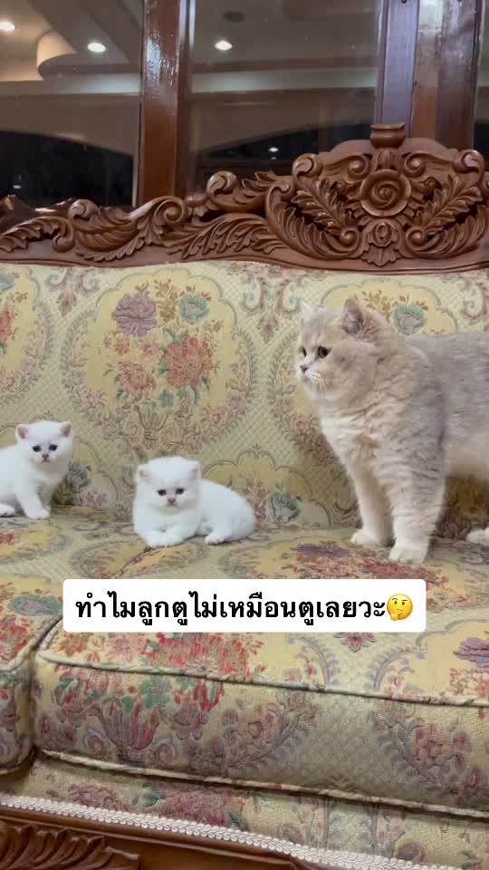@TK9&ensp;อู๋