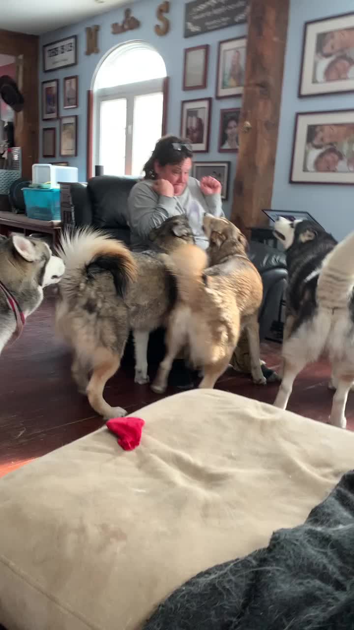 @Husky 6 Pack