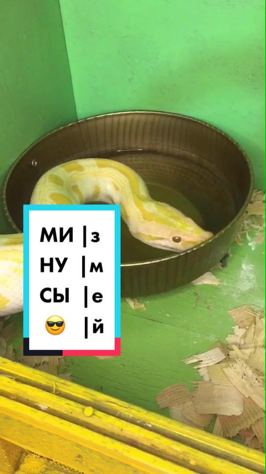 @🐍 ТИГРАнутый 🐍