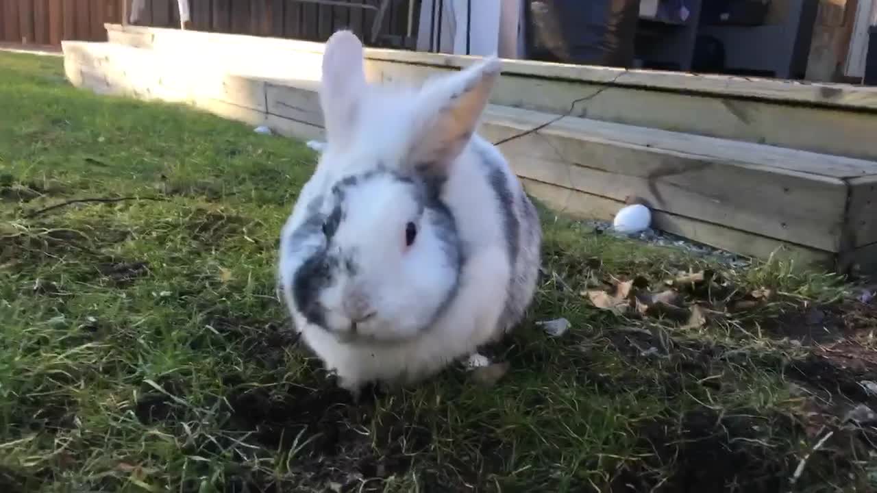 @🐰❤️