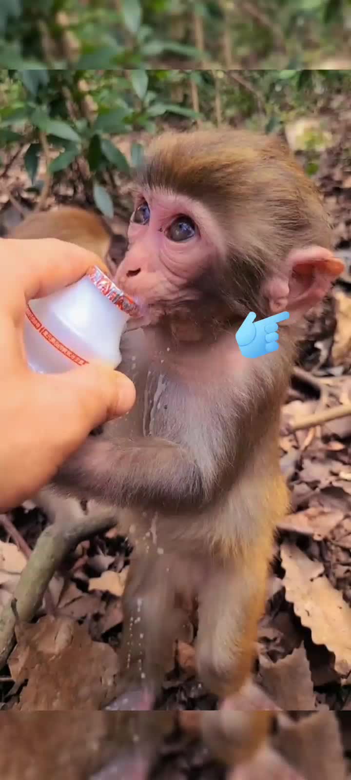 @petlove
