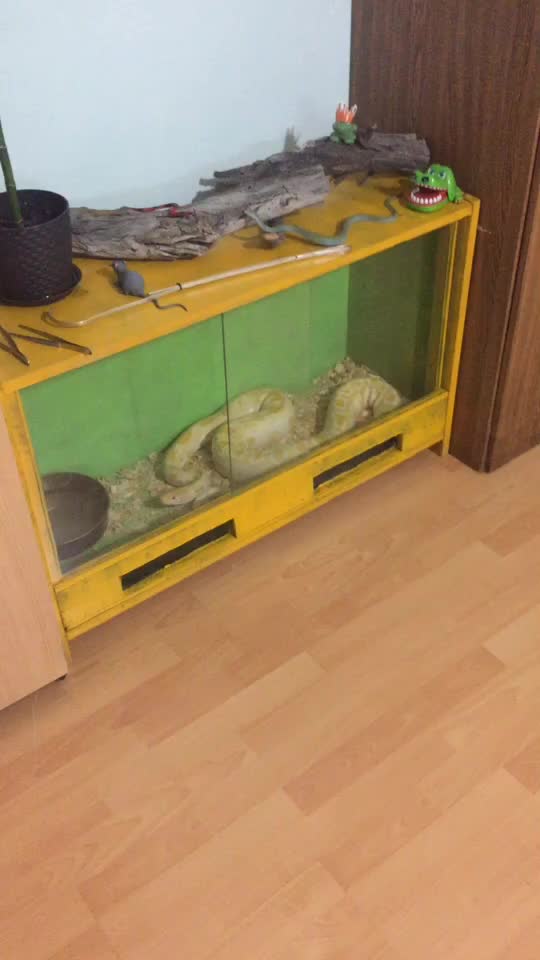 @🐍 ТИГРАнутый 🐍