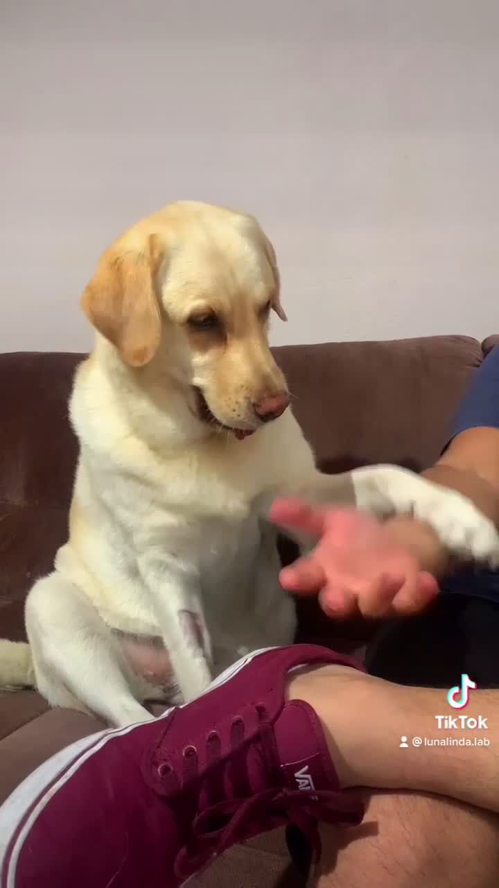 @Lunalinda.lab
