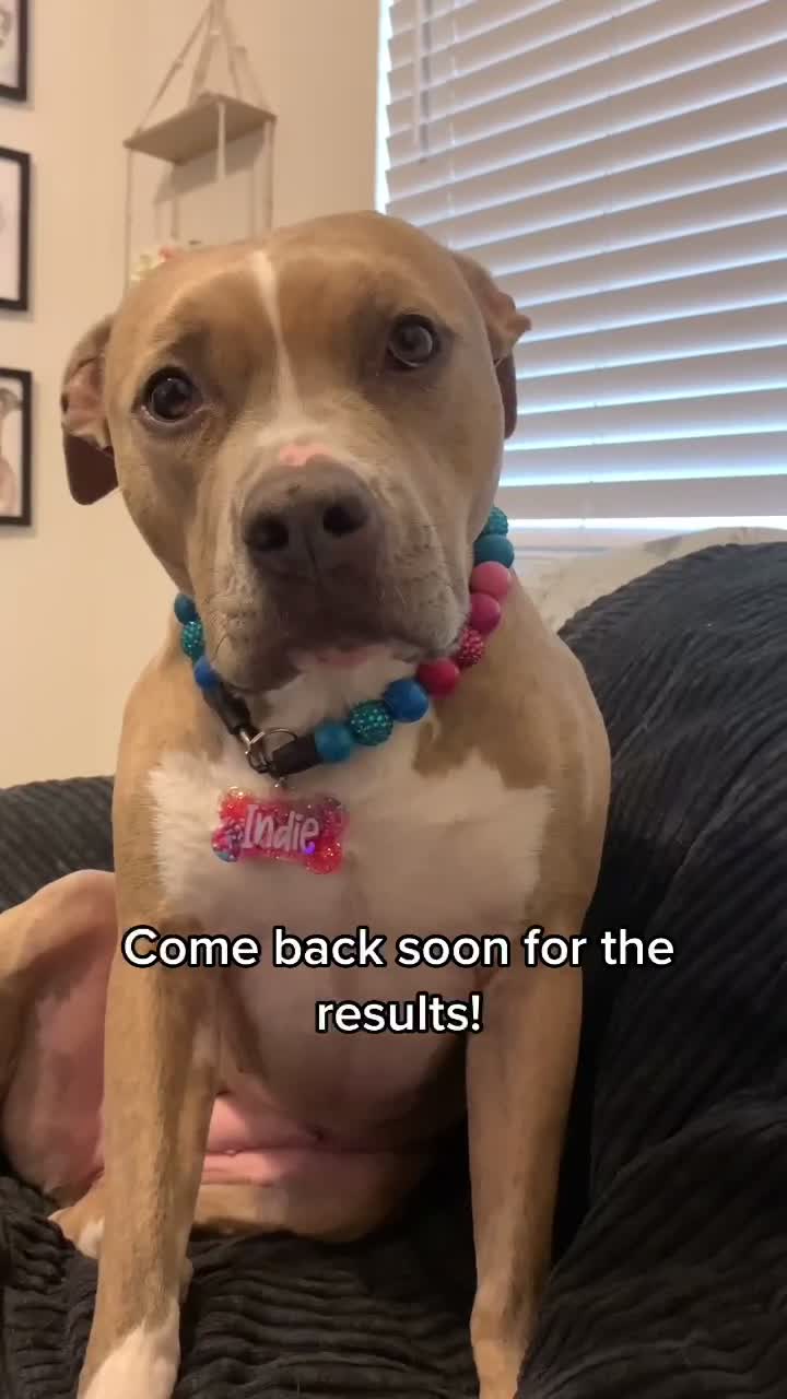 @Indie.pittie