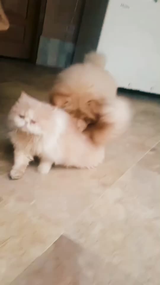 @GraySonStellaCattery