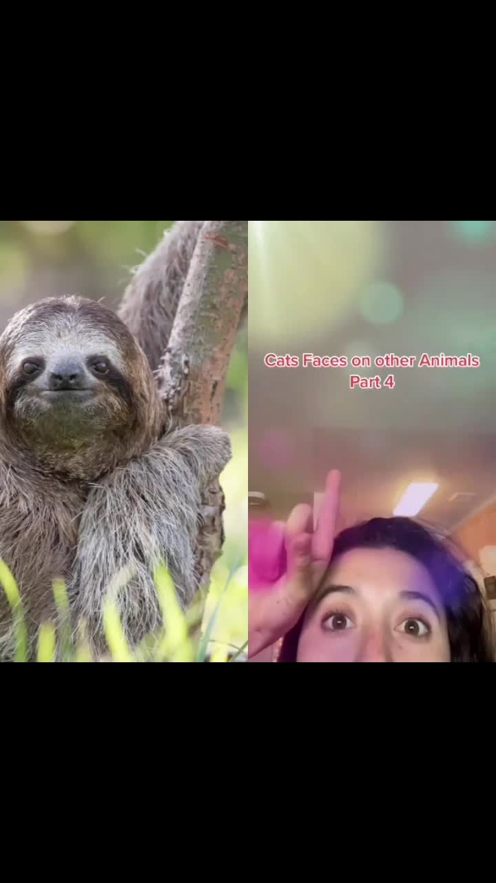 @I exist only as sloth.