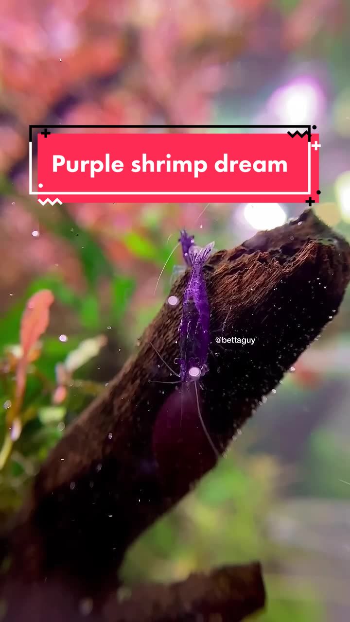 @Fish guy