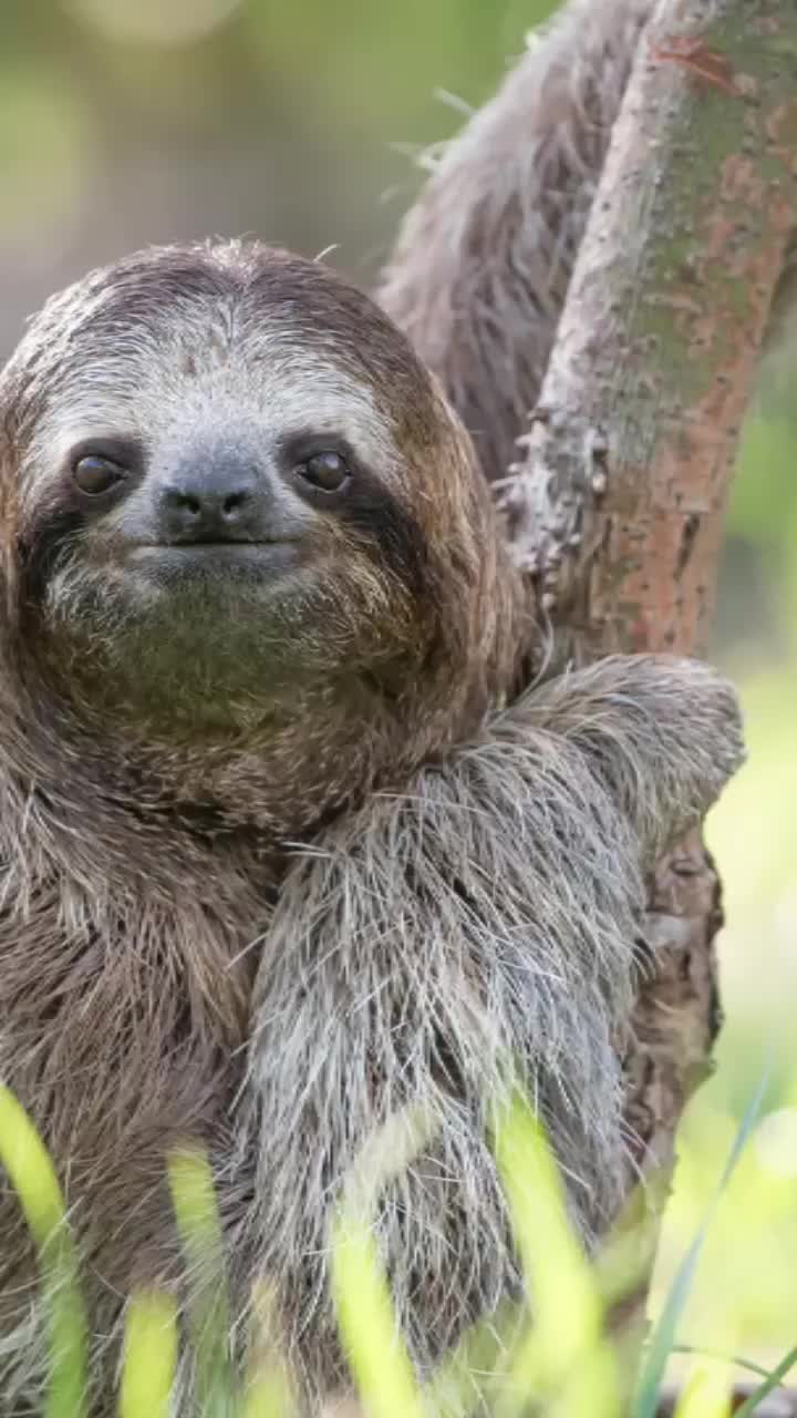 @I exist only as sloth.