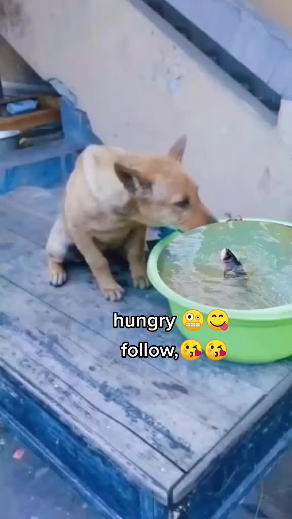 @kittenspets