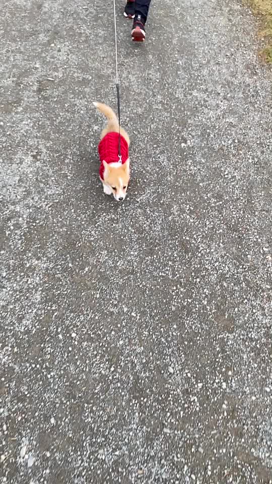 @jasminkathecorgi
