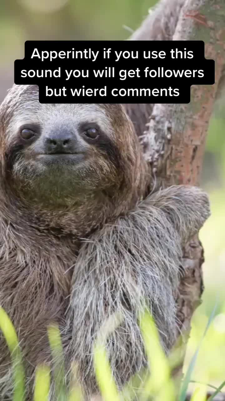 @I exist only as sloth.