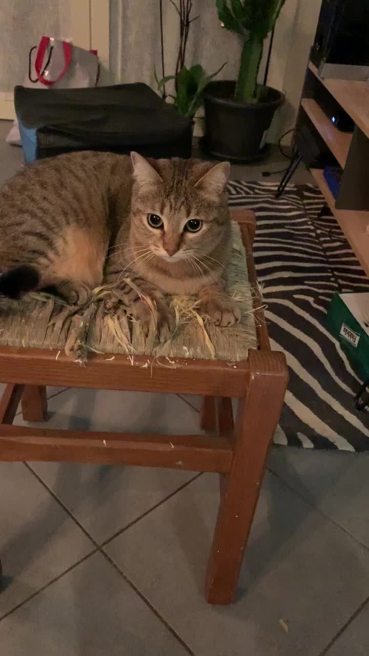@Life with Kokoro the cat
