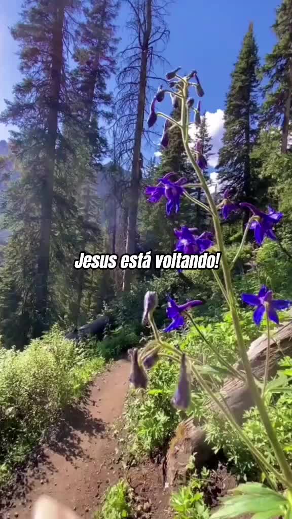 @👑🌿JESUS🌿👑