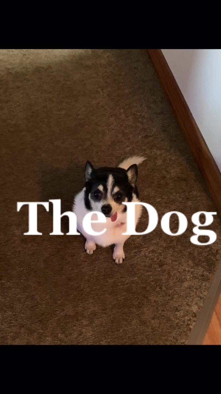 @DOGMasterHarley