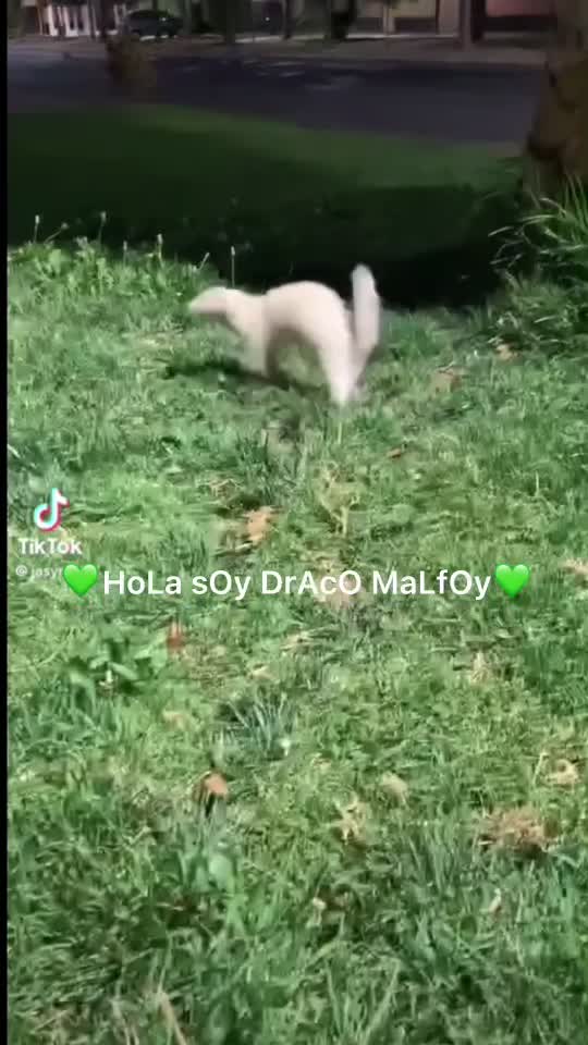 @videos_para_todos_7