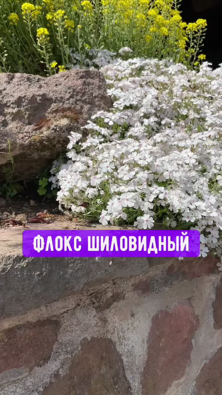 @anna.vino