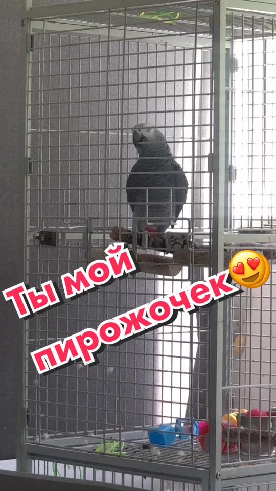 @Жако Кира