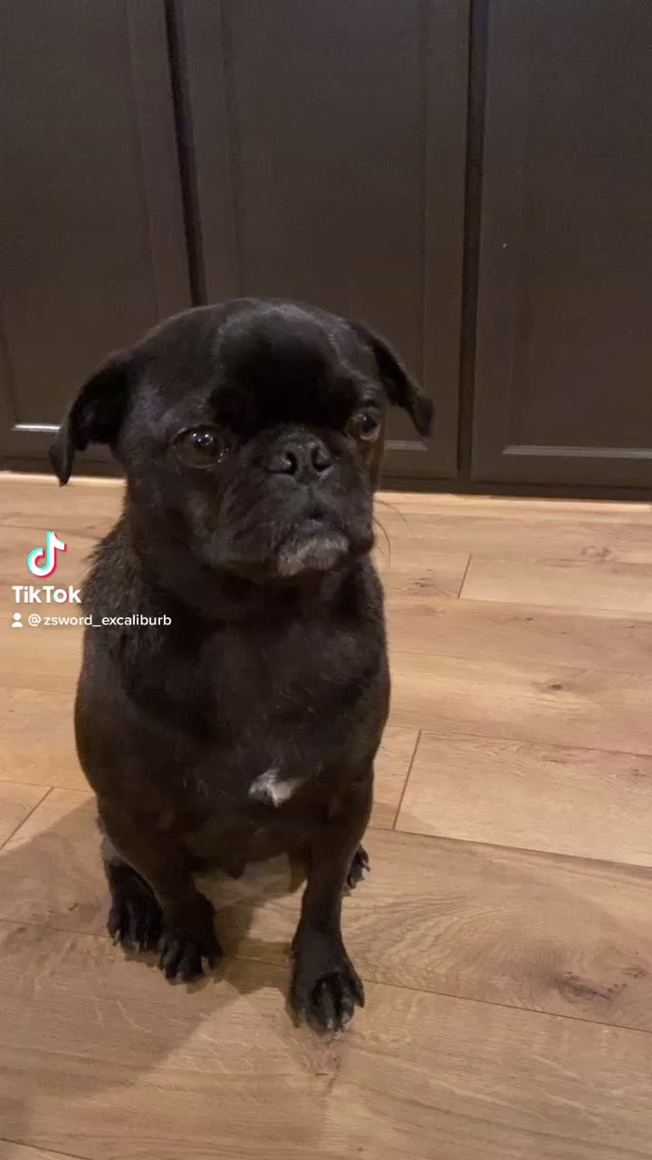 @Benji the Pug