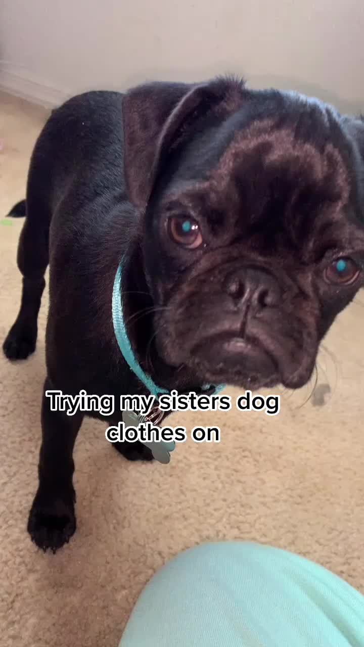 @Benji The Pug