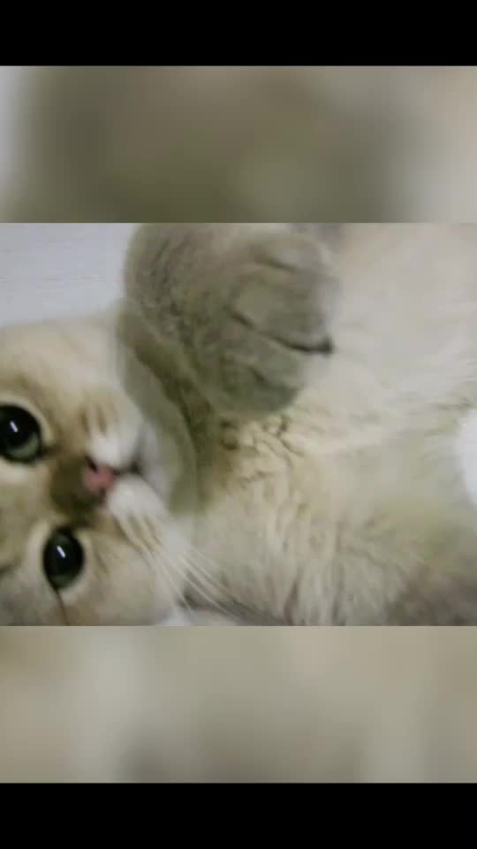 @Simba cat