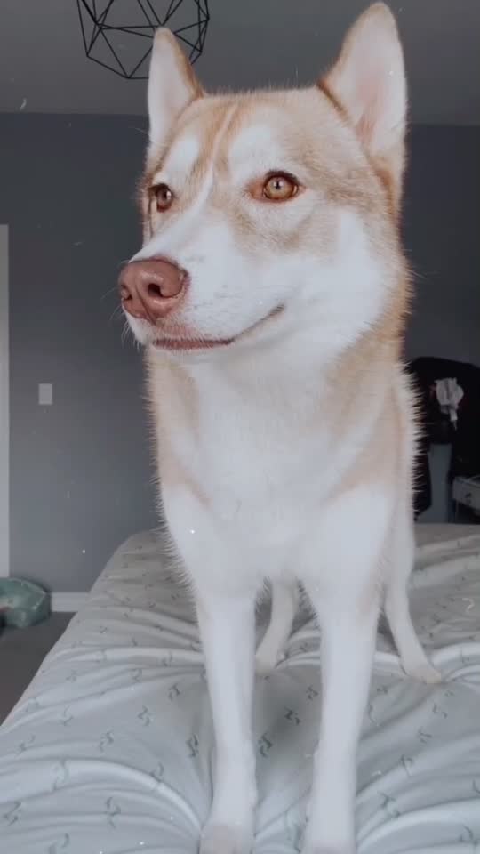 @Ace, Nala, Roxy & Kyra