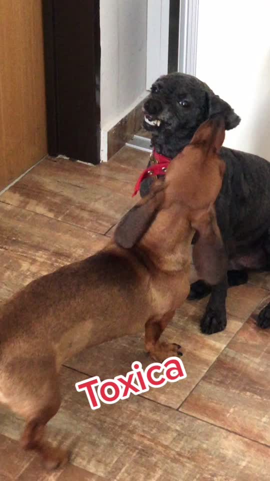 @el.tiktok.de.santi