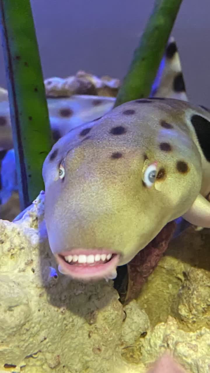 @Puff Daddy Reef 🦈🐠