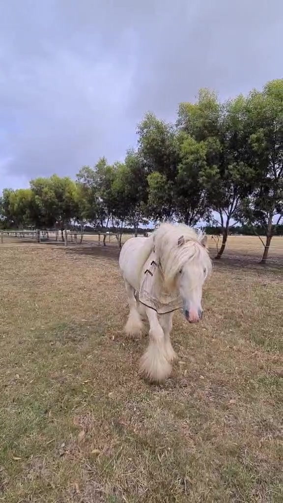 @Faraway Gypsy Horse Stud