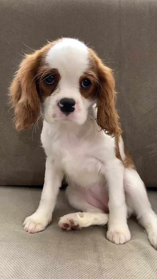@Cavalier_king_charles_paris