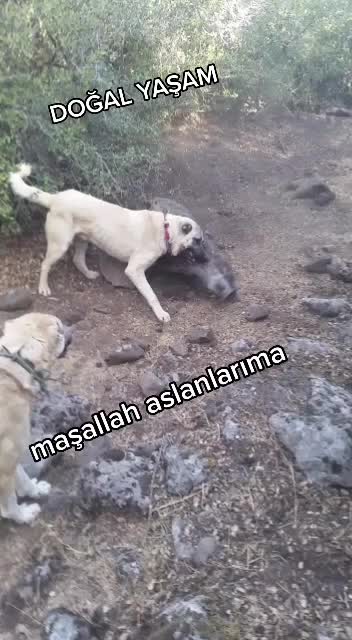 @Kilislimamet