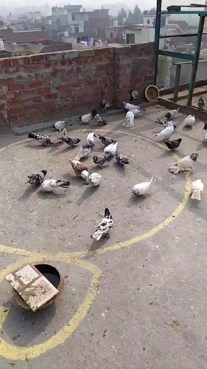 @user2232287689052