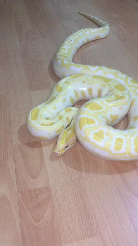 @🐍 ТИГРАнутый 🐍