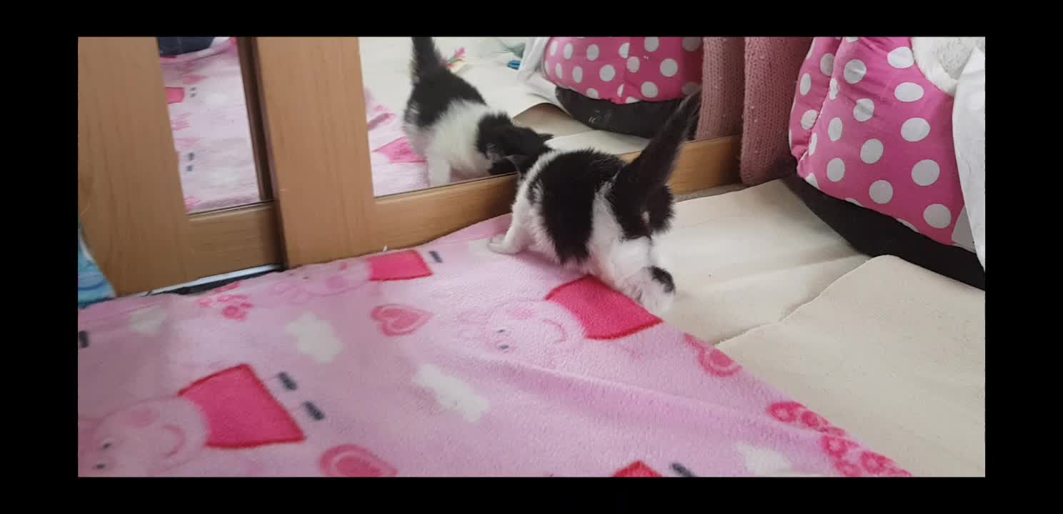 @storm.and.kittens