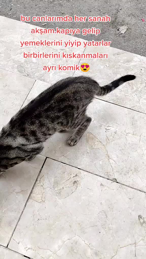 @Elif Enise Alan&ccedil;ay
