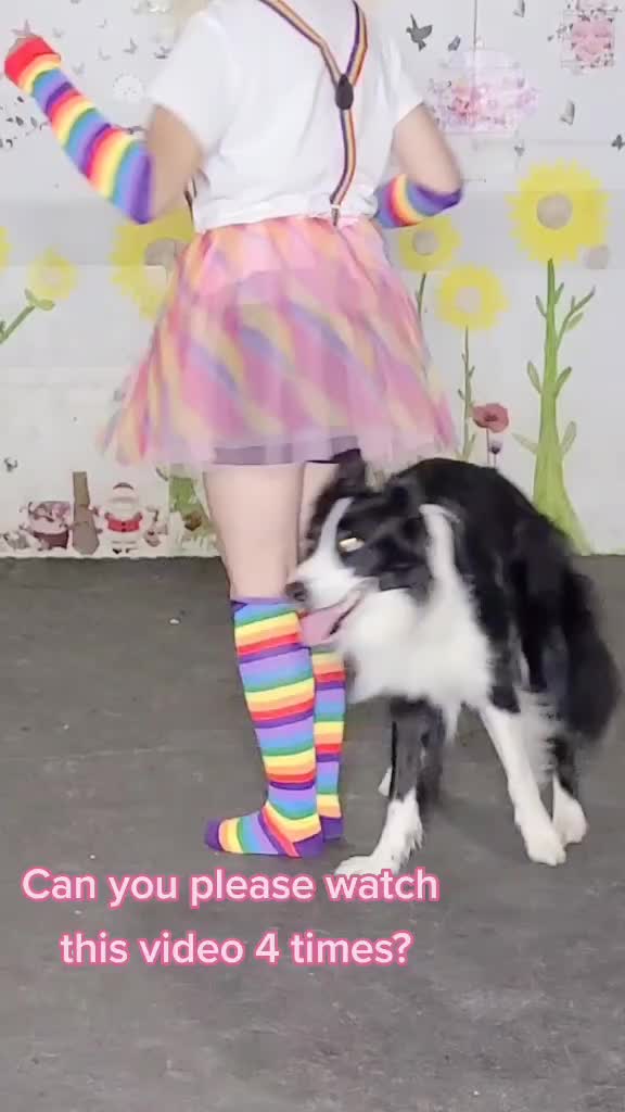@Zedthebordercollie🇨🇦