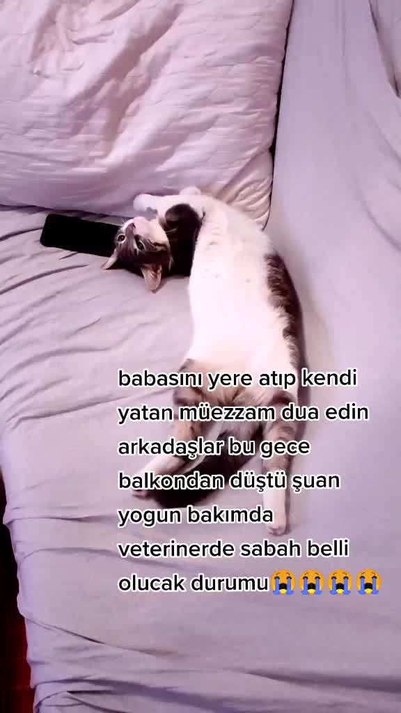 @Elif Enise Alan&ccedil;ay