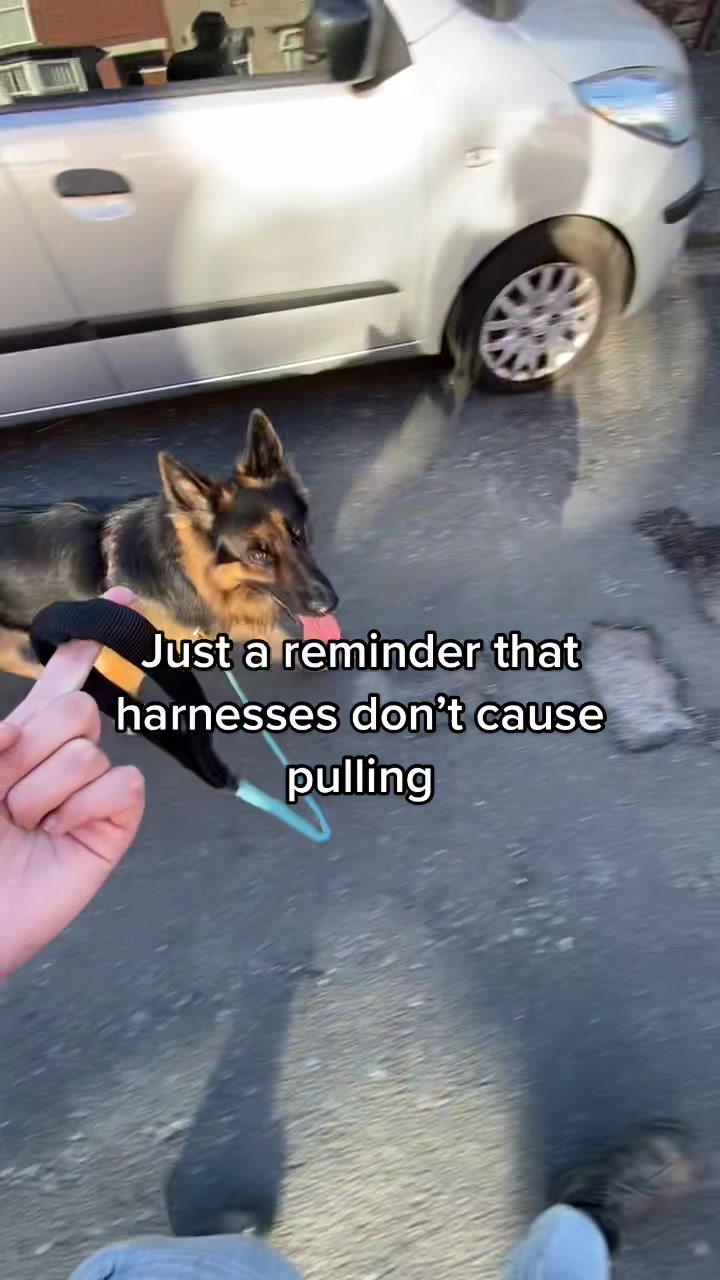 @Amelia the Dog Trainer