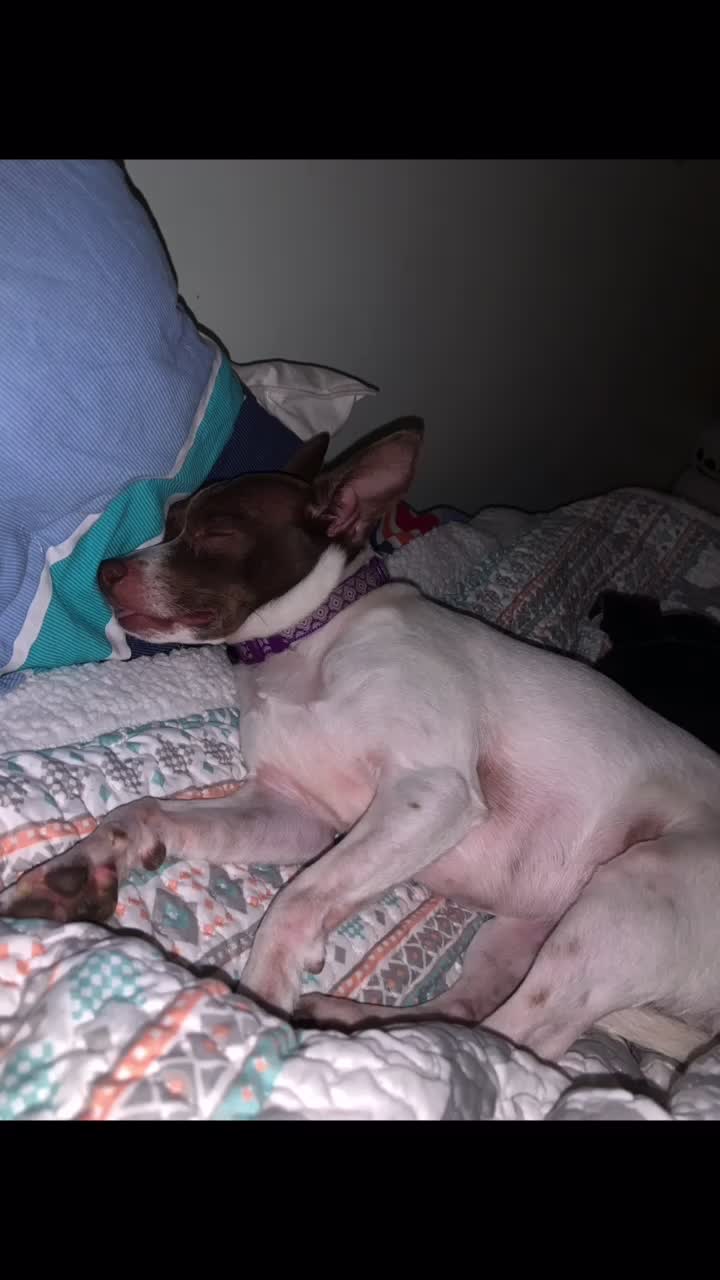 @DOGMasterHarley
