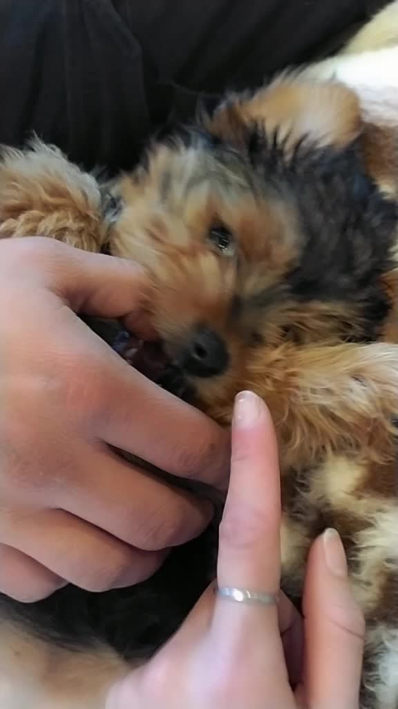 @Aquila 🐶