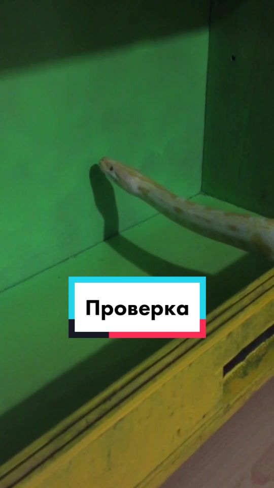 @🐍 ТИГРАнутый 🐍