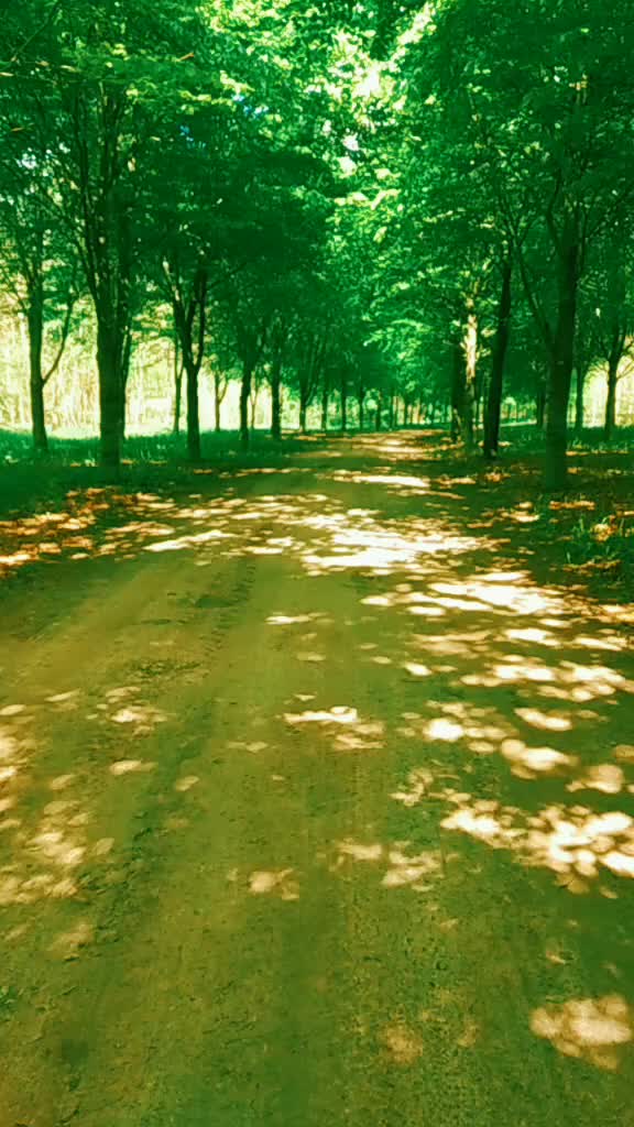 @The Roots Of Nature