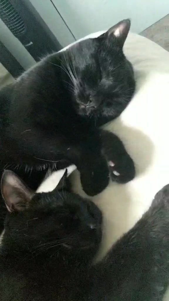 @Greeneyedkitties