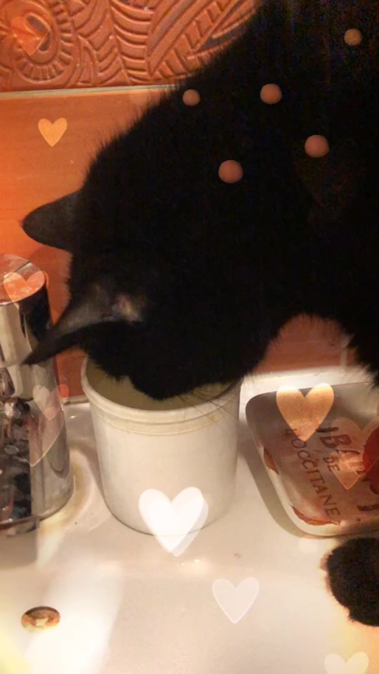 @Drinking_Cat