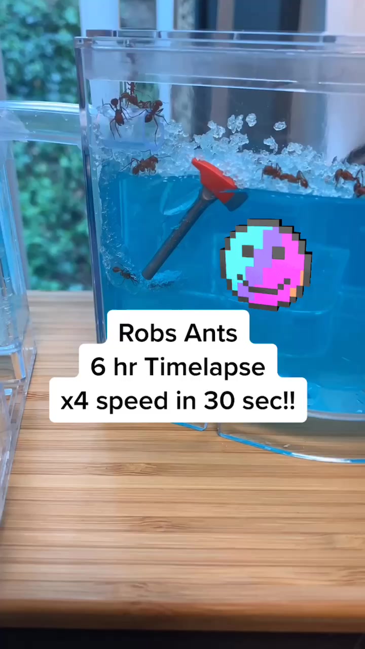 @The Ants!