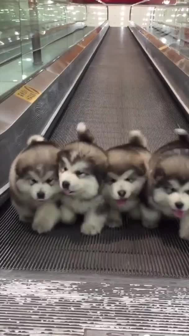 @puppy love us