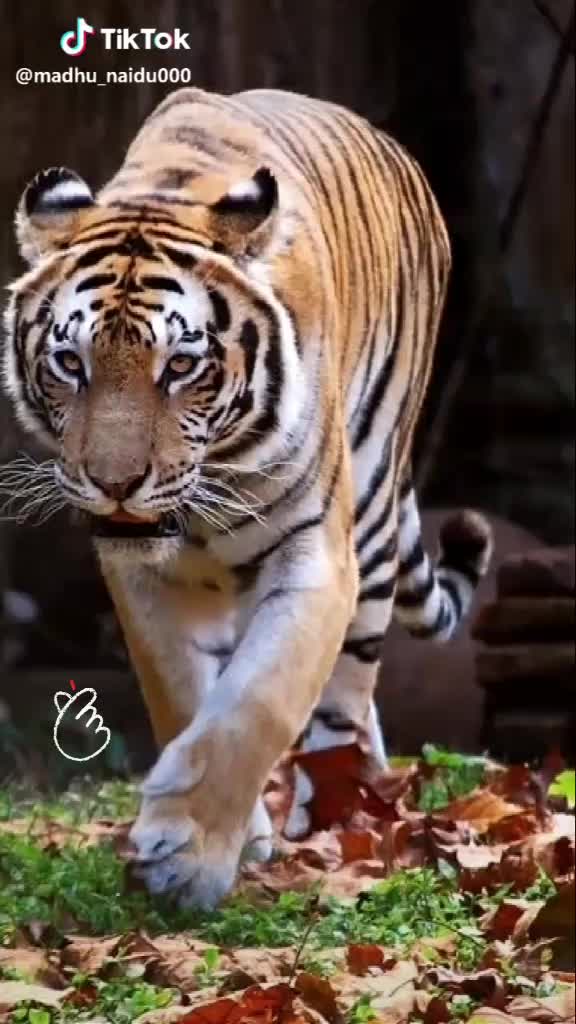 @Brahmam Naidu