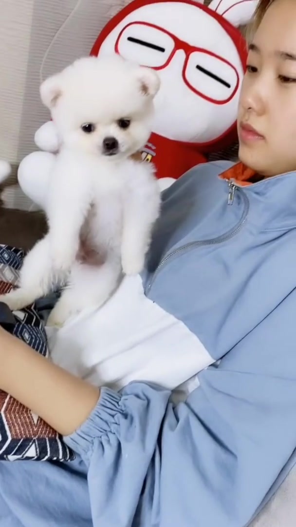 @pipi.puppy